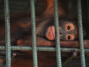 Animales silvestres domesticarlos