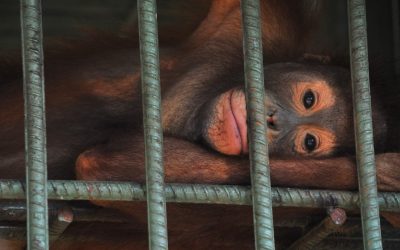 El peligro de convertir animales silvestres en mascotas