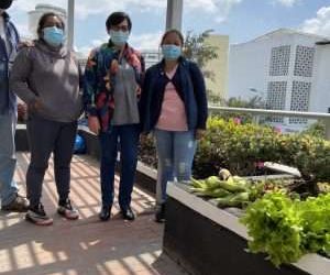 Lechugas crespas, plantas medicinales, fresas y más se cosecha en la PUCE-Quito