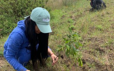El Manaba: Un millón de árboles para Ecuador: la PUCE lidera el camino hacia la reforestación del país