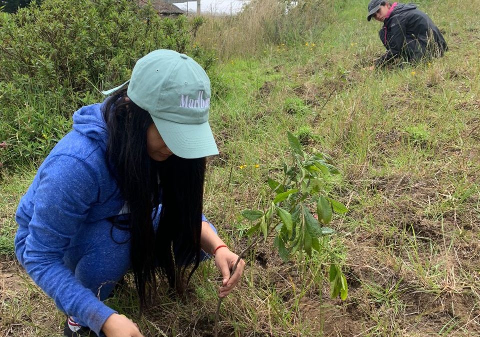 El Manaba: Un millón de árboles para Ecuador: la PUCE lidera el camino hacia la reforestación del país
