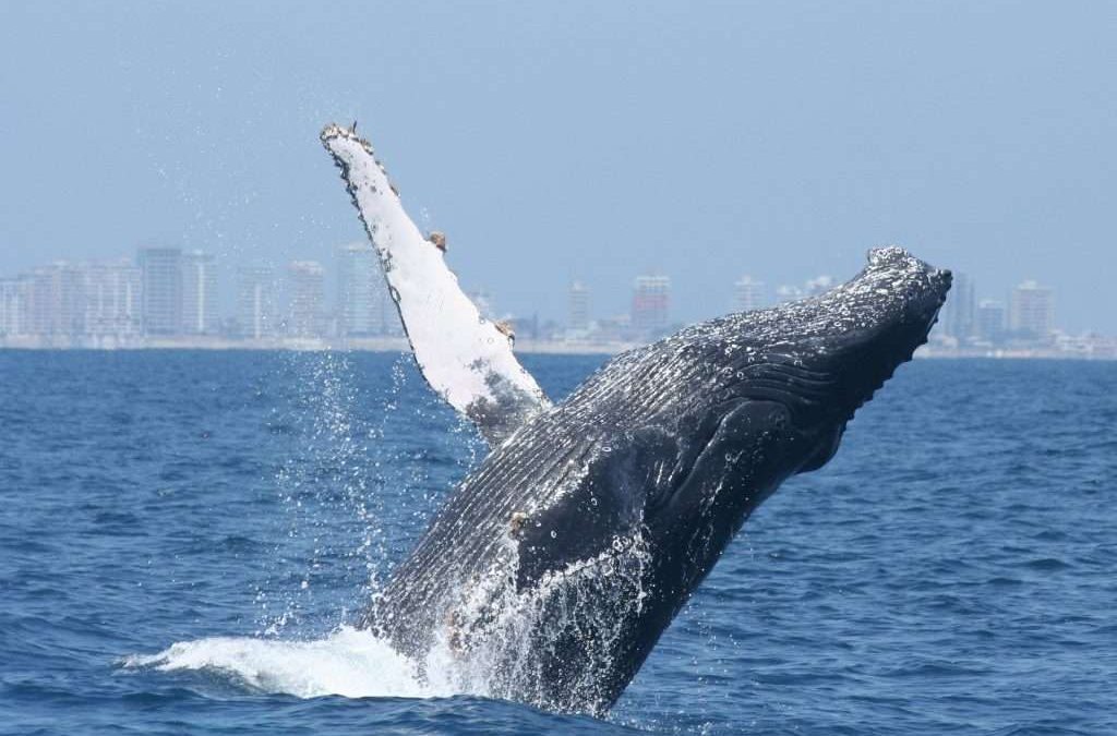 Las ballenas jorobadas, una especie que necesita ser protegida