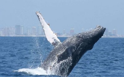 Las ballenas jorobadas, una especie que necesita ser protegida