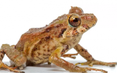 BBC News: Científicos ecuatorianos descubren seis nuevas especies de ranas.