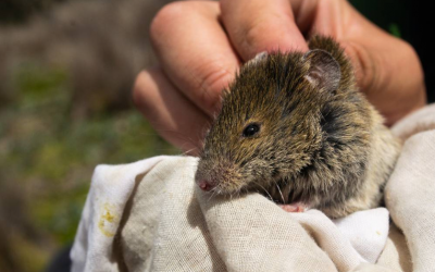 El Universo: Estudio analiza el uso del hábitat de tres especies de roedores en los páramos del volcán Antisana
