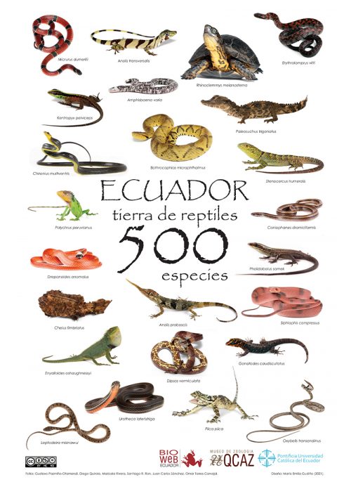 Ecuador, Tierra De Reptiles - Conexion PUCE