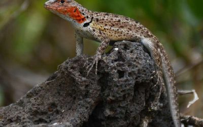 Ecuador, tierra de reptiles