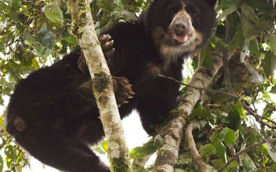 El oso andino, especie amenazada por la caza ilegal