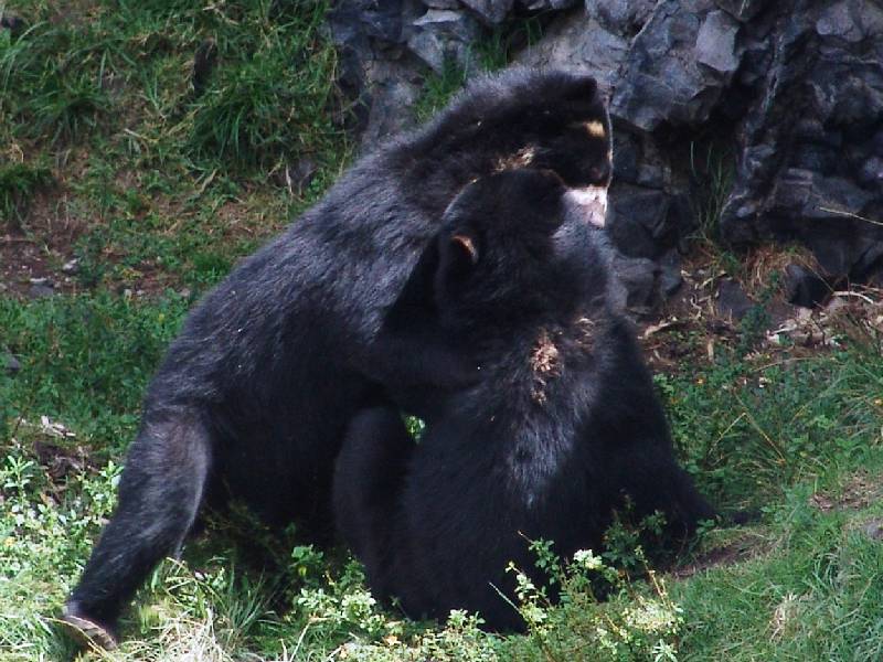 El oso andino es el único oso de Sudamérica y es endémico de los Andes. Esta especie se encuentra en peligro de extinción por la caza.