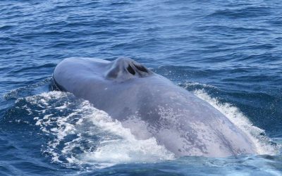 Científicos buscan resolver los misterios de la ballena azul