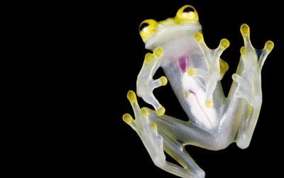 Expreso: Descubren dos nuevas especies de ranas