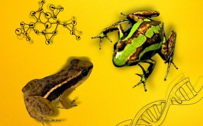 Descubriendo el código de los colores de las ranas venenosas