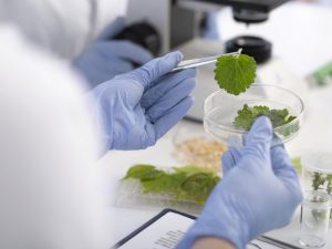 Contaminantes de alimentos