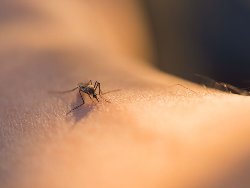 Oropouche: alerta sanitaria en Latinoamérica