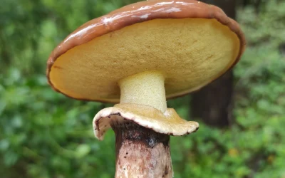 Hongos y saberes: ciencia viva en el Valle de Los Chillos