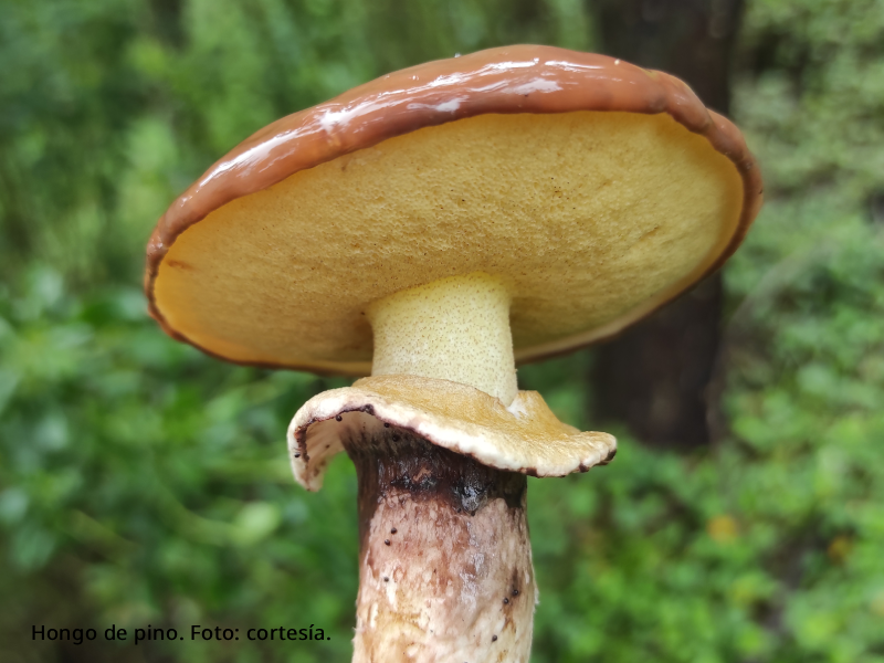 Hongos y saberes: ciencia viva en el Valle de Los Chillos