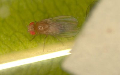 La mosca de vinagre: un excelente modelo para estudios de toxicología alimentaria