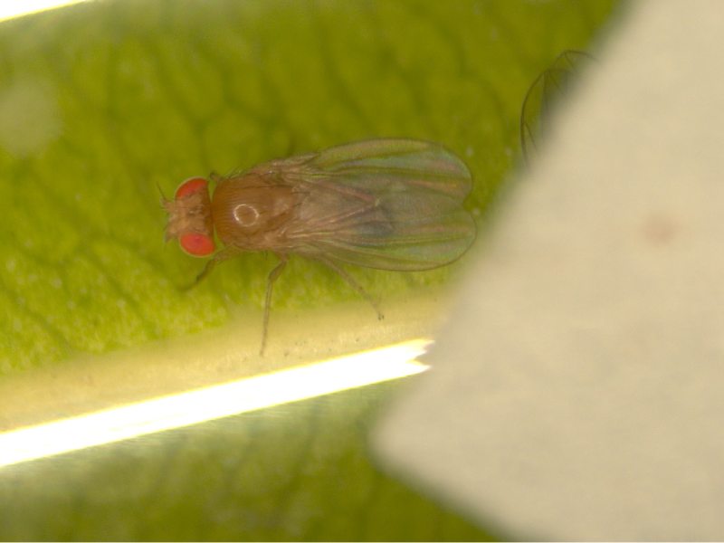 La mosca de vinagre: un excelente modelo para estudios de toxicología alimentaria