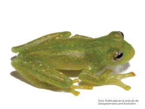 La nueva de rana de cristal fue descubierta en la coordillera de Kutukú.