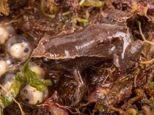 Científicos de la PUCE descubren un nuevo género de ranas luego de 140 años