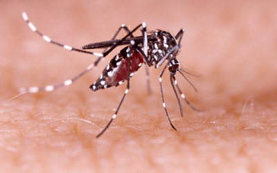 Dengue en la Amazonía: ¿es el cambio climático el responsable?