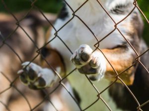 Ley de protección animal