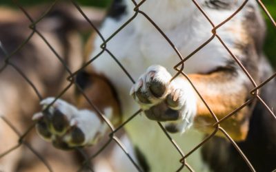 Ley de protección animal: ¿qué necesitan realmente los animales?