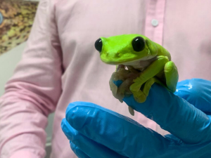 Rana de la Balsa de los Sapos.