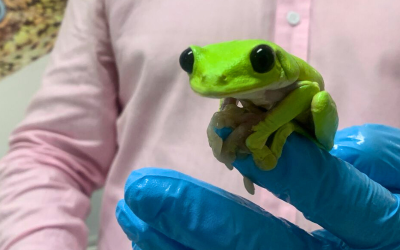 Ecuador, tierra de ranas: 700 razones para celebrar  