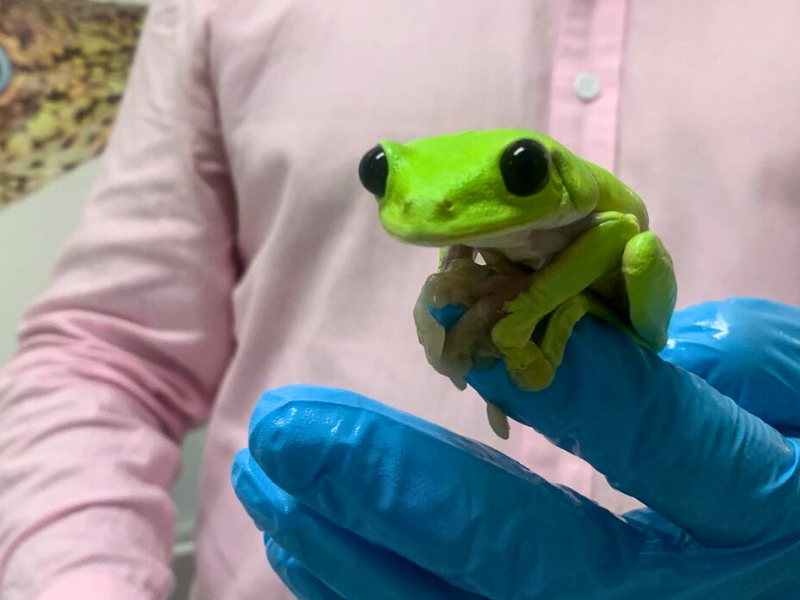 Ecuador, tierra de ranas: 700 razones para celebrar  