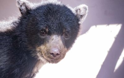 PUCE se une al Zoo Quito en apoyo a Sisa