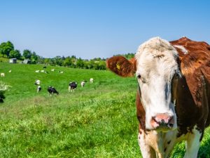 gases de efecto invernadero