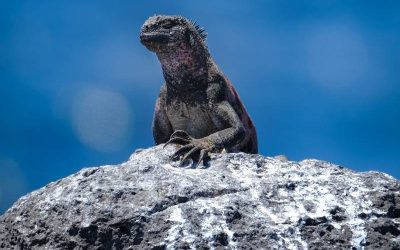 ¿Te interesa la sostenibilidad y la socio ecología?: la PUCE te lleva a las Galápagos 