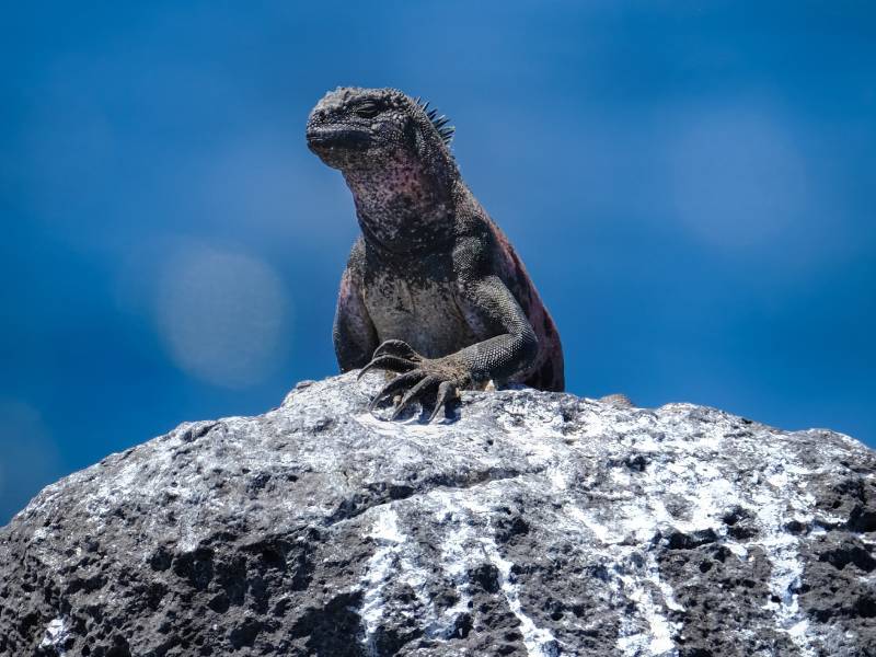 ¿Te interesa la sostenibilidad y la socio ecología?: la PUCE te lleva a las Galápagos 