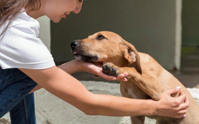 Ley LOPDA: ¿qué realmente necesitan los animales?