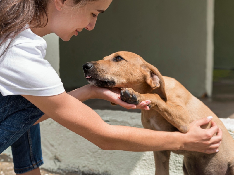 Ley LOPDA: ¿qué realmente necesitan los animales?