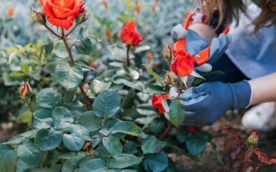 PUCE investiga riesgos laborales en la industria de la floricultura