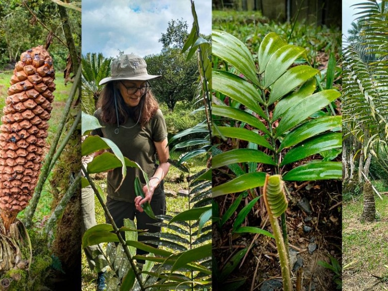 PUCE Santo Domingo ingresa a red mundial de conservación botánica