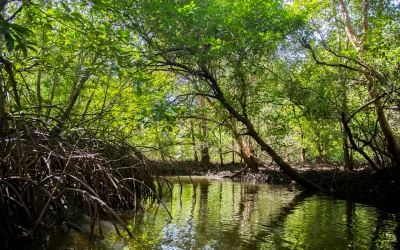 PUCE investiga impacto de camaroneras en los manglares de Esmeraldas