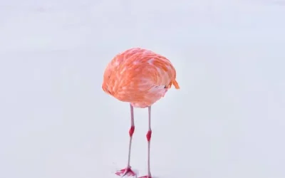 Denis Porto Renó reflexionará sobre imagen, IA y ética en el MILWeek PUCE 2025