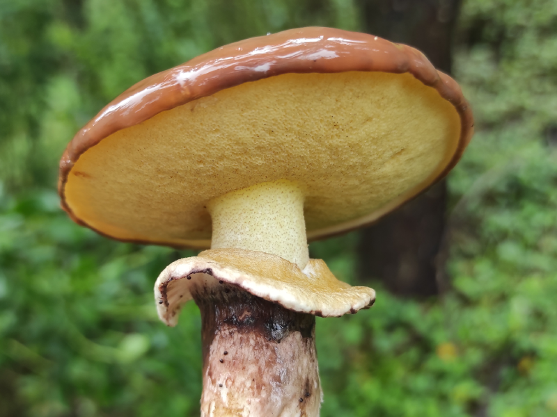 Hongos y saberes: ciencia viva en el Valle de los Chillos